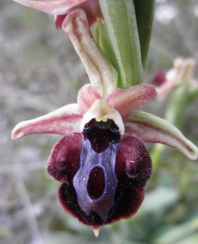 Da determinare : Ophrys spegodes ssp. spruneri?